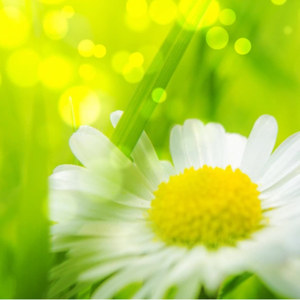 日本人屁股眼交
